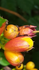 Crematogaster pilosa