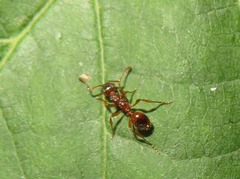 Myrmica ruginodis