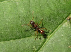 Myrmica ruginodis