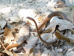 Psammophis orientalis