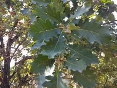 Quercus macranthera