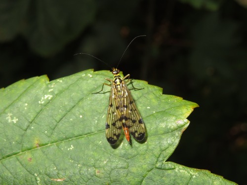 German Scorpionfly, Zuid-Holland, Nederland, photo 7 of 10