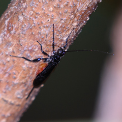 Braconinae