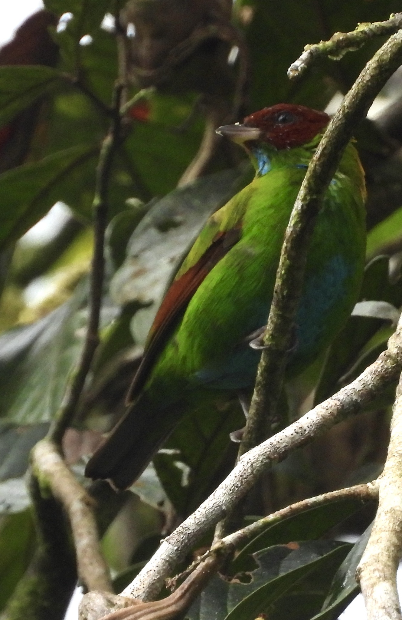 Rufous-winged Tanager (Tangara lavinia), photo 9