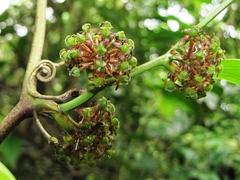 Smilax spinosa