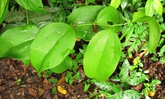Smilax spinosa