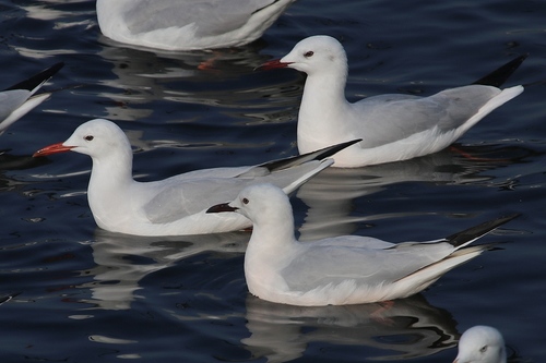 Slender-billed Gull