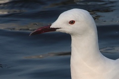 Chroicocephalus genei