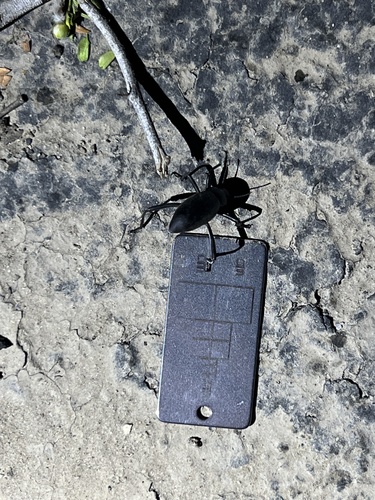 iNaturalist observation photo of Armored Stink Beetle