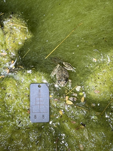 iNaturalist observation photo of California Tree Frog