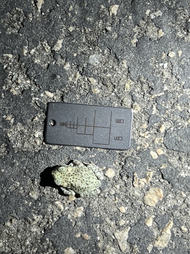 iNaturalist observation photo of Red-spotted Toad