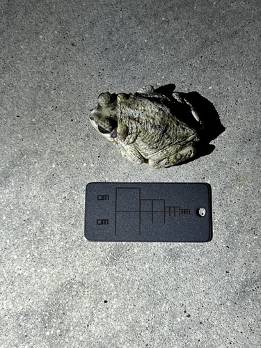 iNaturalist observation photo of Red-spotted Toad
