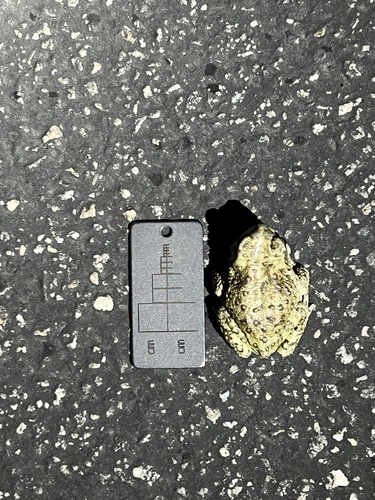 iNaturalist observation photo of Red-spotted Toad