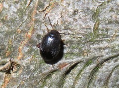 Scirtes hemisphaericus