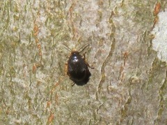 Scirtes hemisphaericus