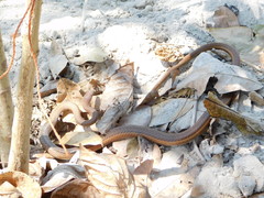 Psammophis orientalis