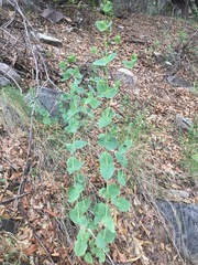 Guardiola platyphylla