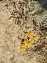 Tanacetum achilleifolium