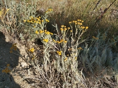 Tanacetum achilleifolium