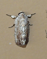 Catabenoides
