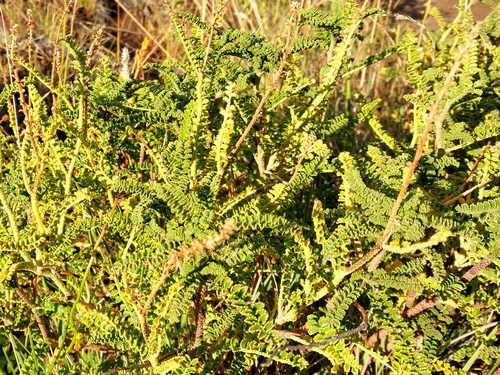 Image of Adesmia boronioides by (c) Wolfgang Jauch, some rights reserved (CC BY)