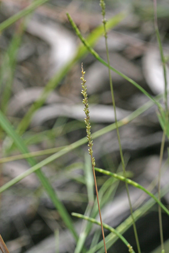 Sacciolepis myosuroides iNat (1)