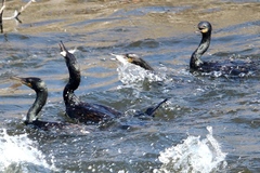 Phalacrocorax carbo