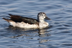 Sarkidiornis melanotos