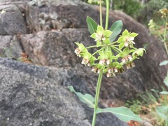 Asclepias elata