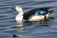 Sarkidiornis melanotos