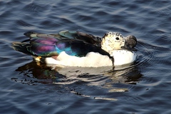 Sarkidiornis melanotos