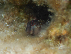 Microlipophrys canevae