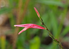 Dicliptera sexangularis