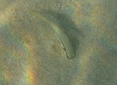 Mullus barbatus