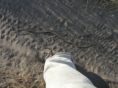 Psammophis leightoni