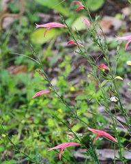Dicliptera sexangularis