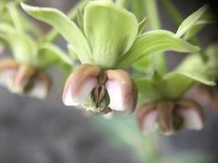 Asclepias elata