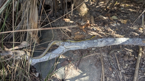 Common Tree Snake sighting