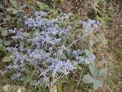 Eryngium caeruleum
