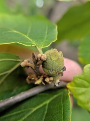Hamamelis virginiana