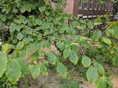 Hamamelis virginiana