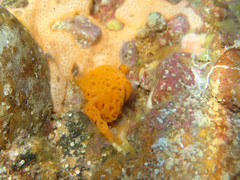 Clathrina rubra