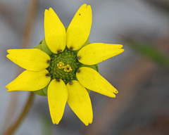 Berlandiera subacaulis