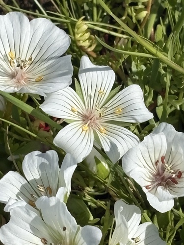 Foto de Meadowfoam