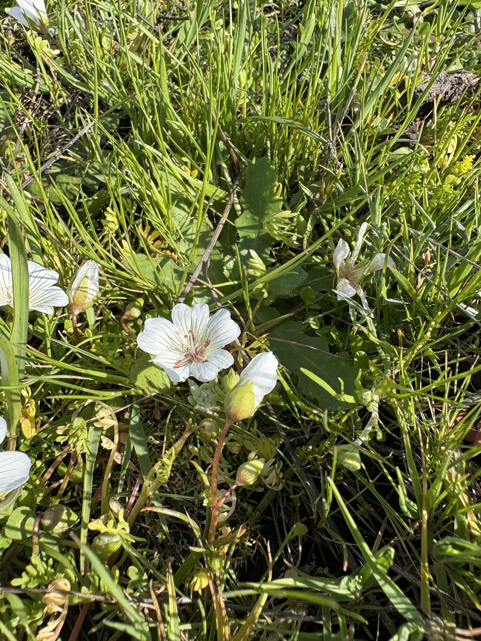 Imagem de Meadowfoam