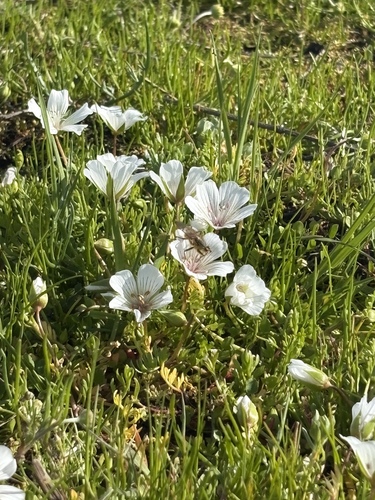 Foto de Meadowfoam