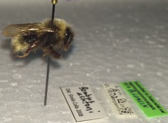 Bombus ashtoni