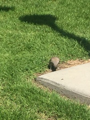 Colaptes auratus cafer