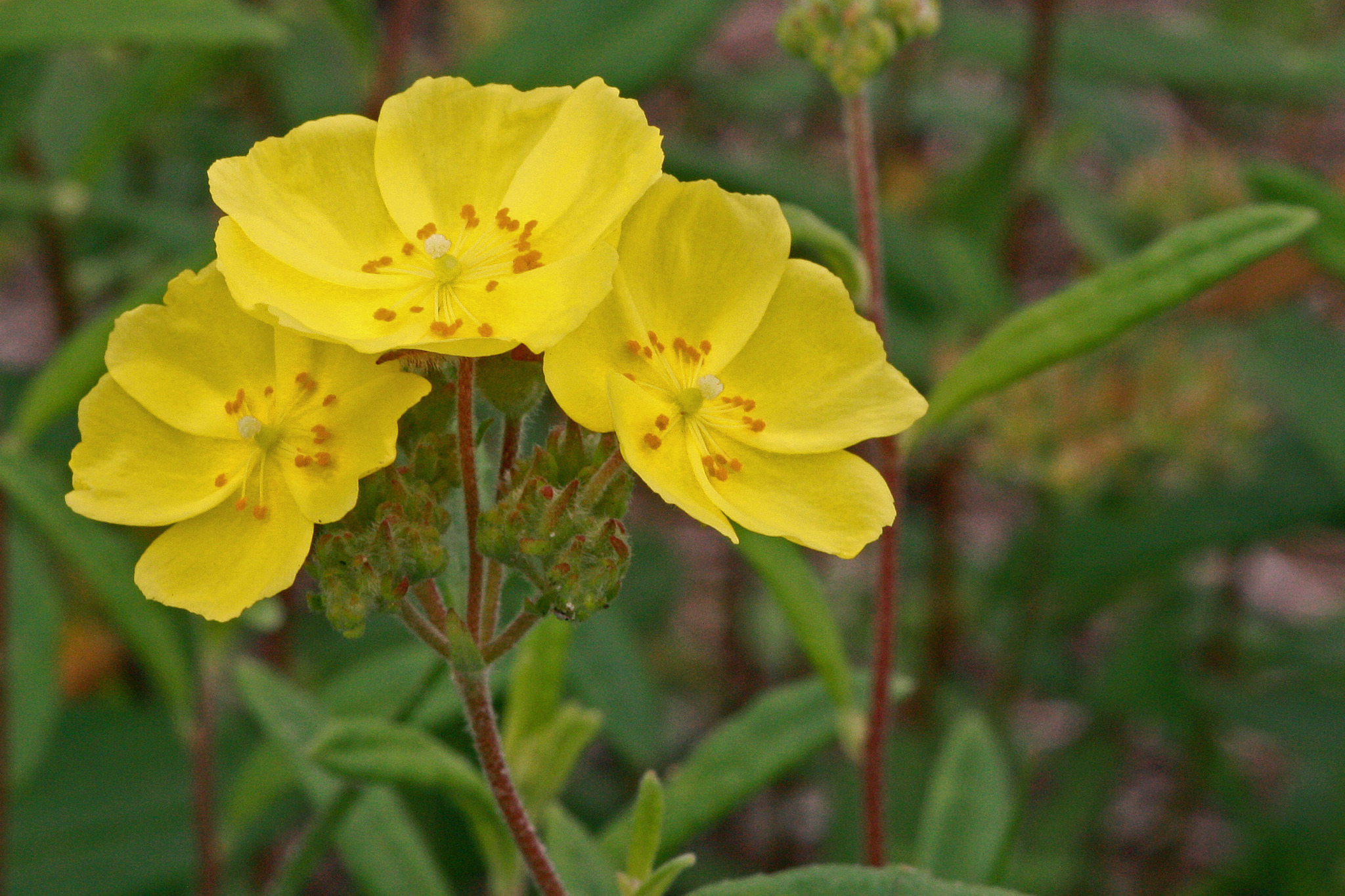 Crocanthemum corymbosum