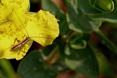 Odontoxiphidium apterum